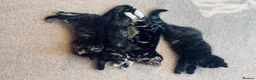 Domestic Shorthair cats for adoption: 2x gorgeous female rescue kittens need homes - Advert 3