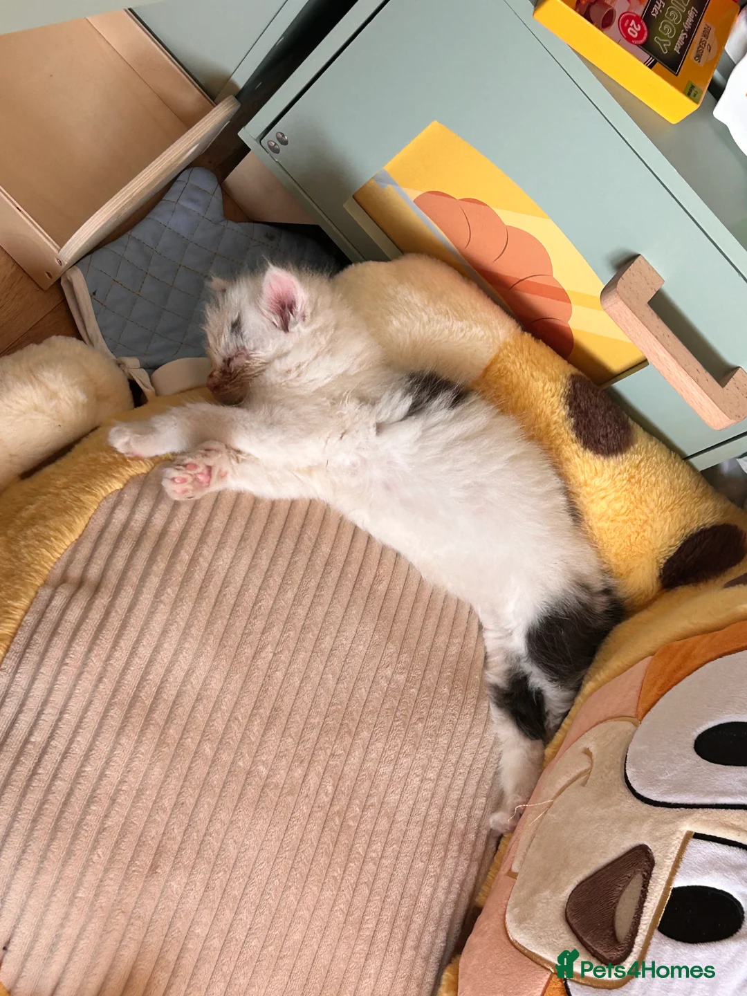 Mixed Breed cats for sale: 2 white and black long hairs kittens - Advert 2