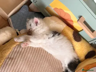 Mixed Breed cats 2 white and black long hairs kittens - Advert 10