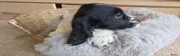 Cocker Spaniel dogs for sale: Working Type Cocker Spaniels - Advert 9