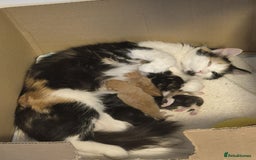 Mixed Breed cats for sale: Gorgeous fluffy kittens  - Image 7