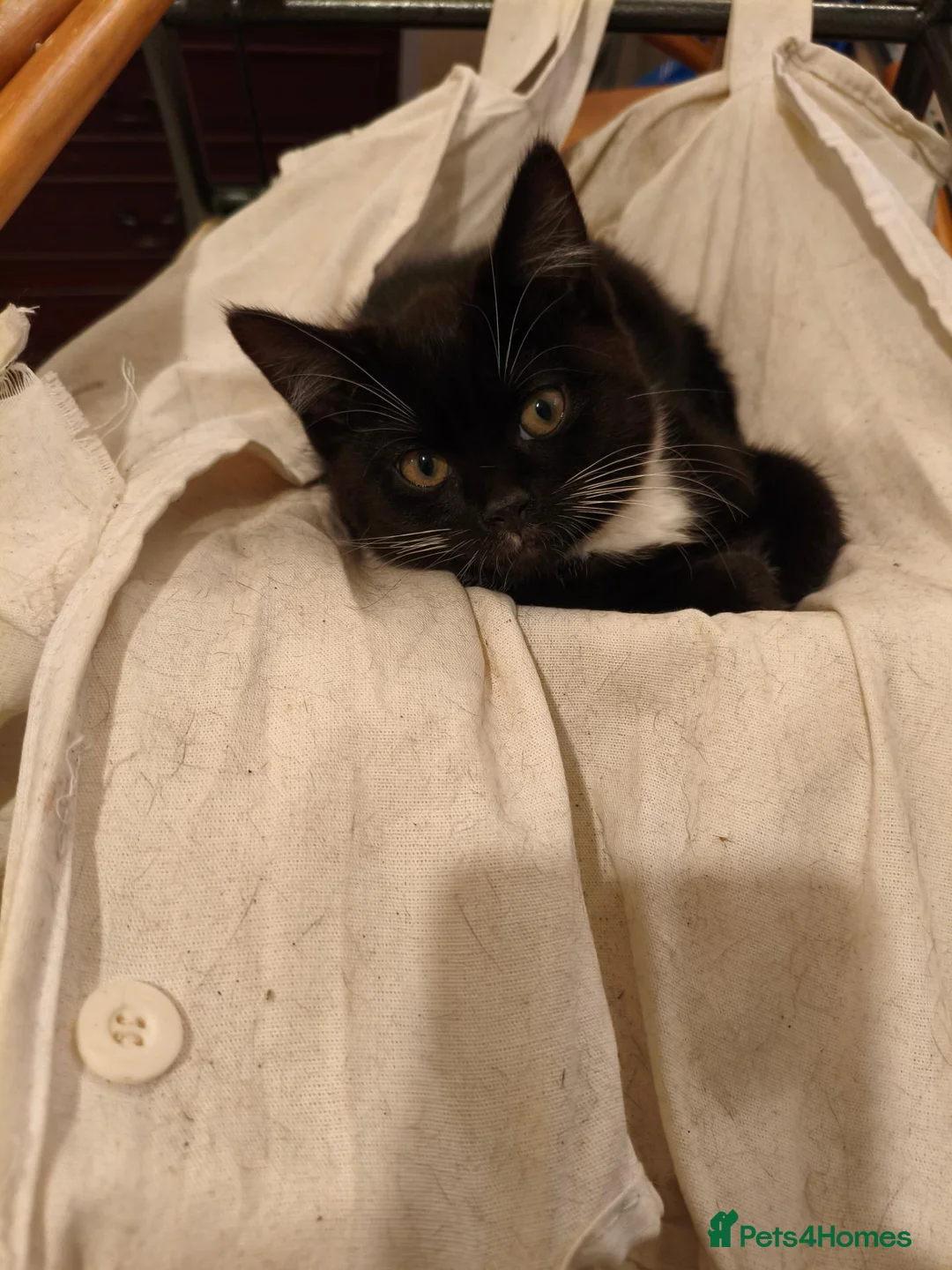 British Shorthair cats for sale: I am  **  3 cute kittens.  in Burnley - Advert 1
