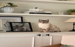 Bengal cats for sale: Snow Bengal looking for home. Female 3YR Rella - Advert 3