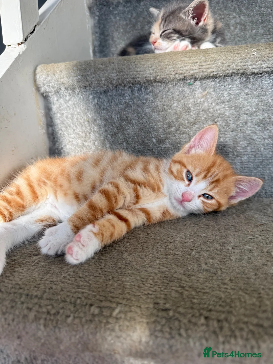 Mixed Breed cats for sale: 3 Kittens looking for their families  - Advert 2
