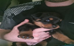 Rottweiler dogs for sale: Rottweiler  - Image 11