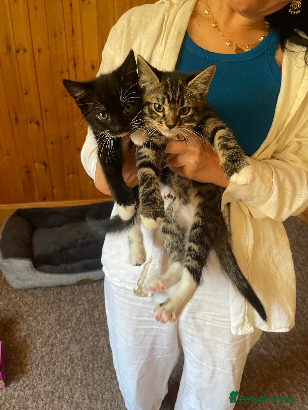 Domestic Shorthair cats for sale: Brother and sister are looking for a loving home - Image 2
