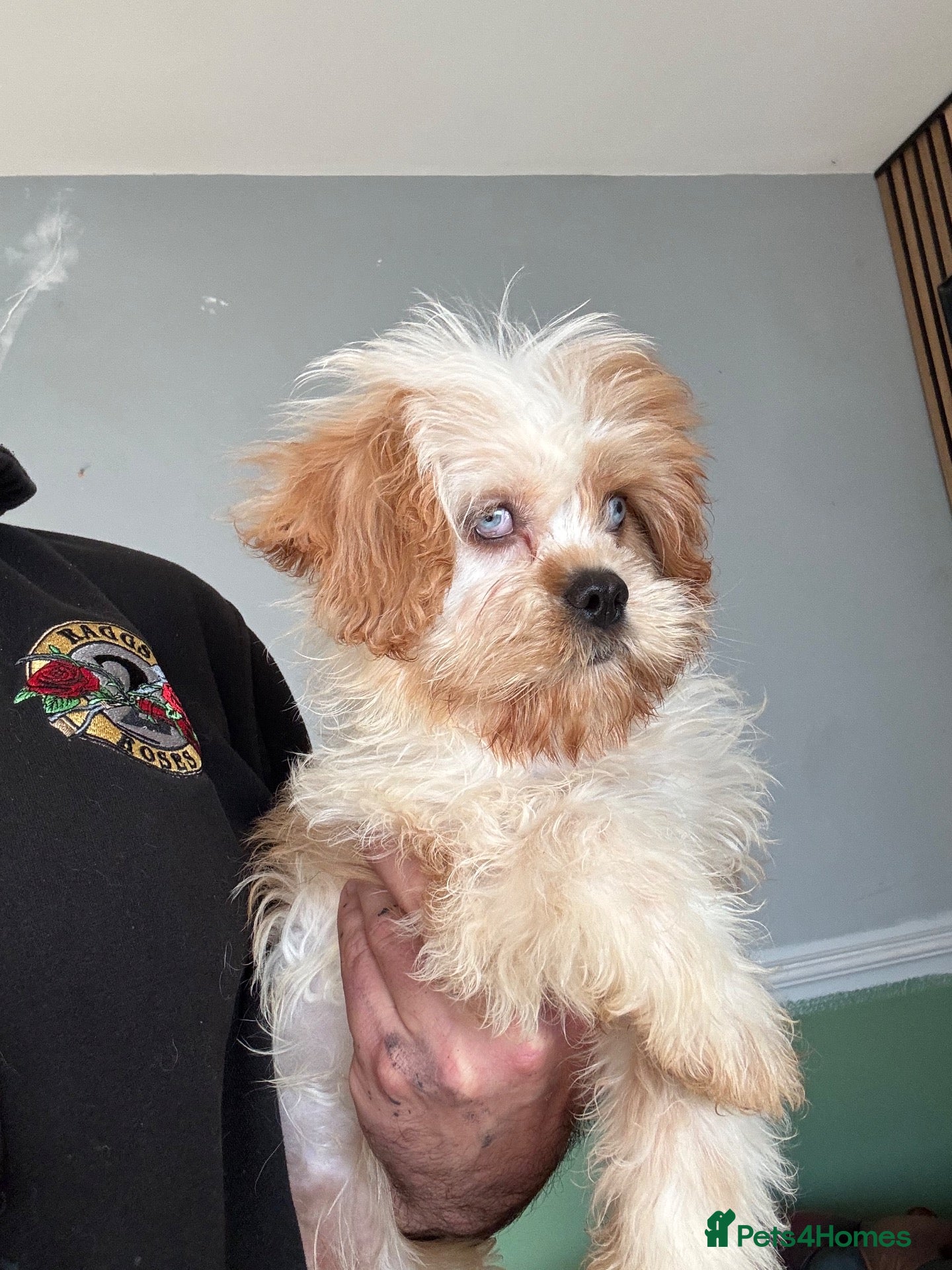 Cavapoo dogs Last baby girl ready for new home  - Advert 1