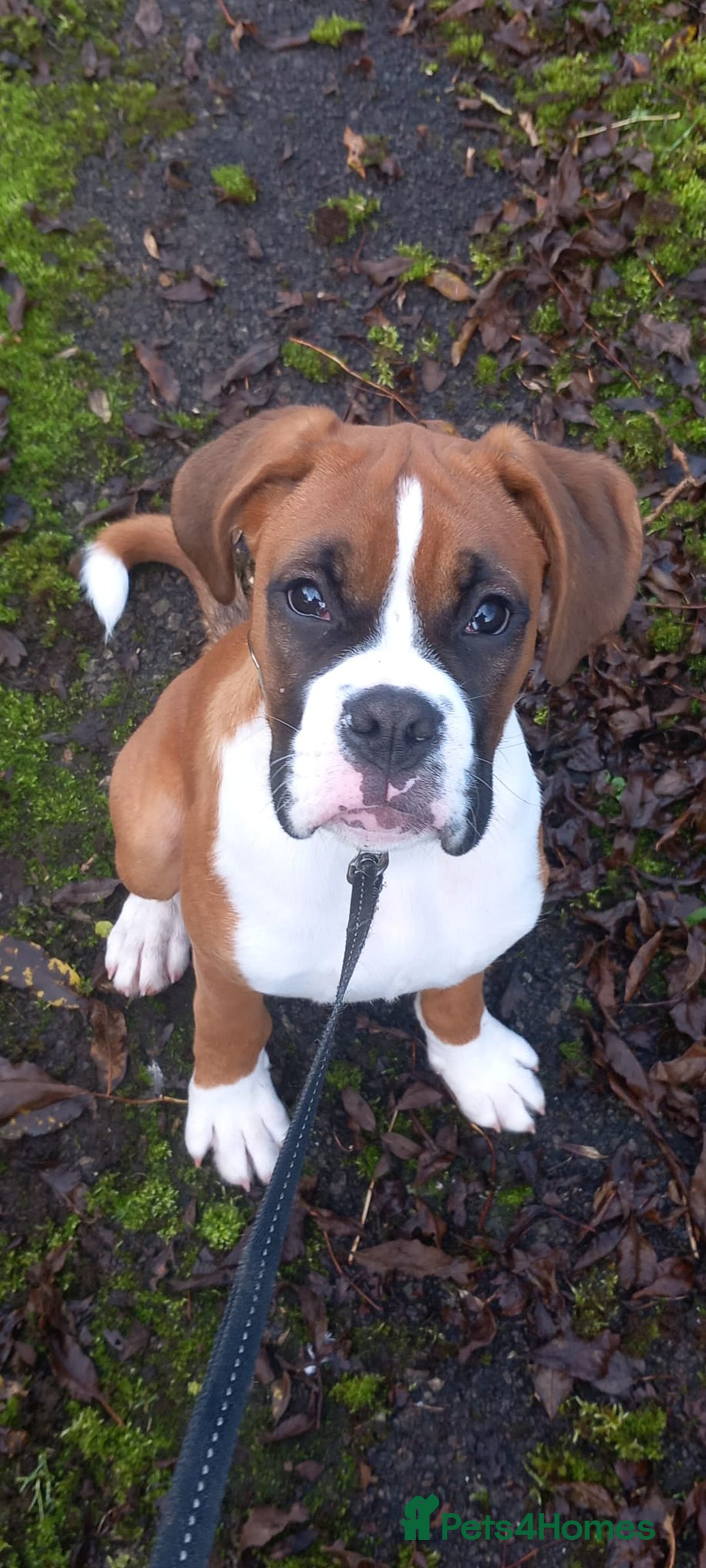 Boxer dogs for sale: Adorable Cooper - Image 10