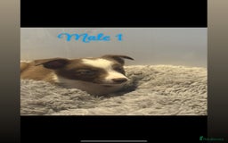 Border Collie dogs for sale: 🐶Beautiful Border Collie Pups 🐶  - Image 3