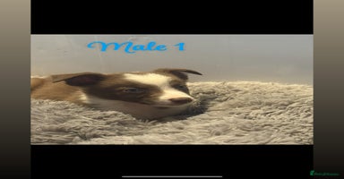 Border Collie dogs - Advert 1