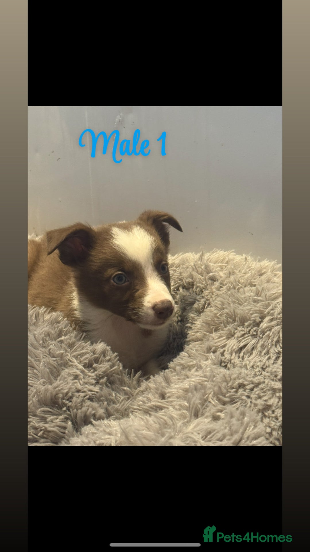 Border Collie dogs for sale: 🐶Beautiful Border Collie Pups 🐶  - Image 3