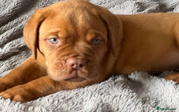 Dogue De Bordeaux dogs for sale: Kc registered Dogue de bordeaux puppies  - Image 10