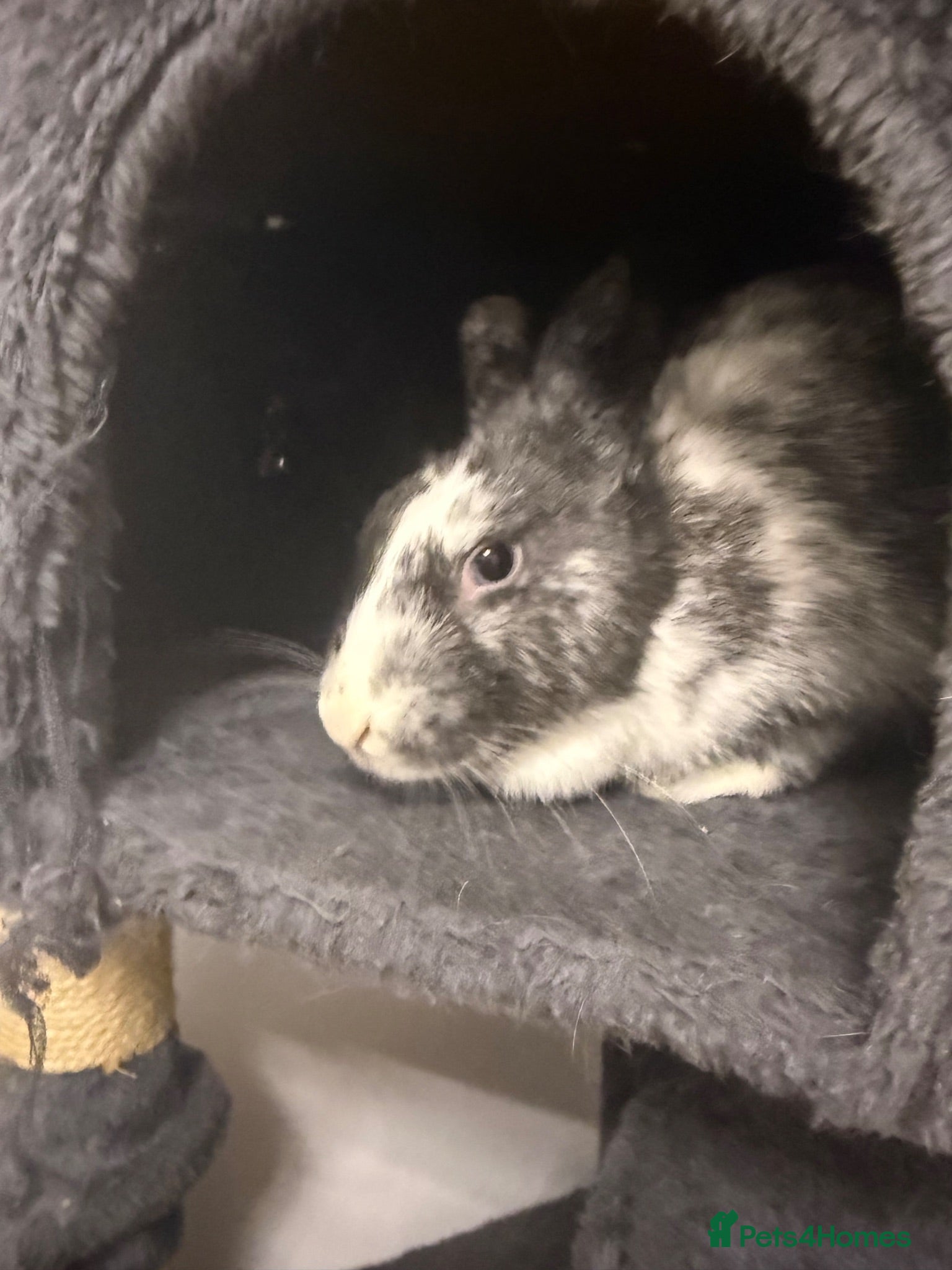 English rabbits Rabbit female  - Advert 16