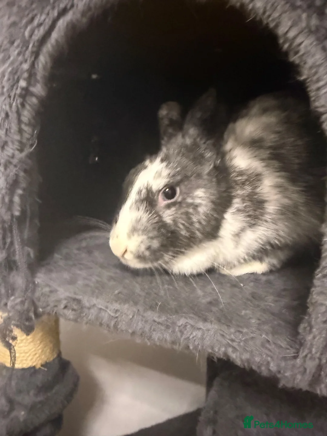 English rabbits for sale: Rabbit female  in Cheadle - Advert 1