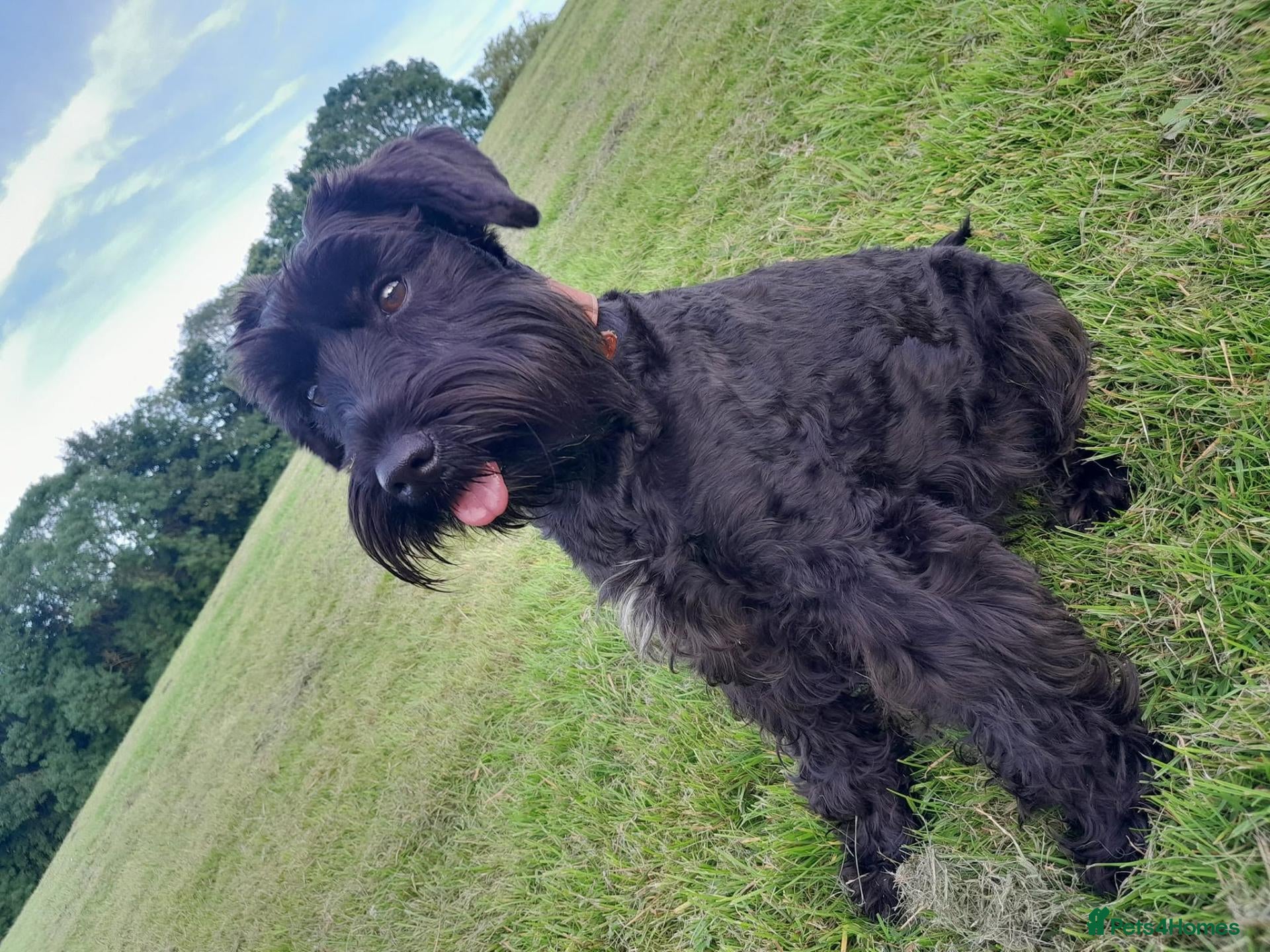 Miniature Schnauzer dogs 4 Beautiful KC Registered Puppies – 1 Girl, 3 Boys - Advert 2