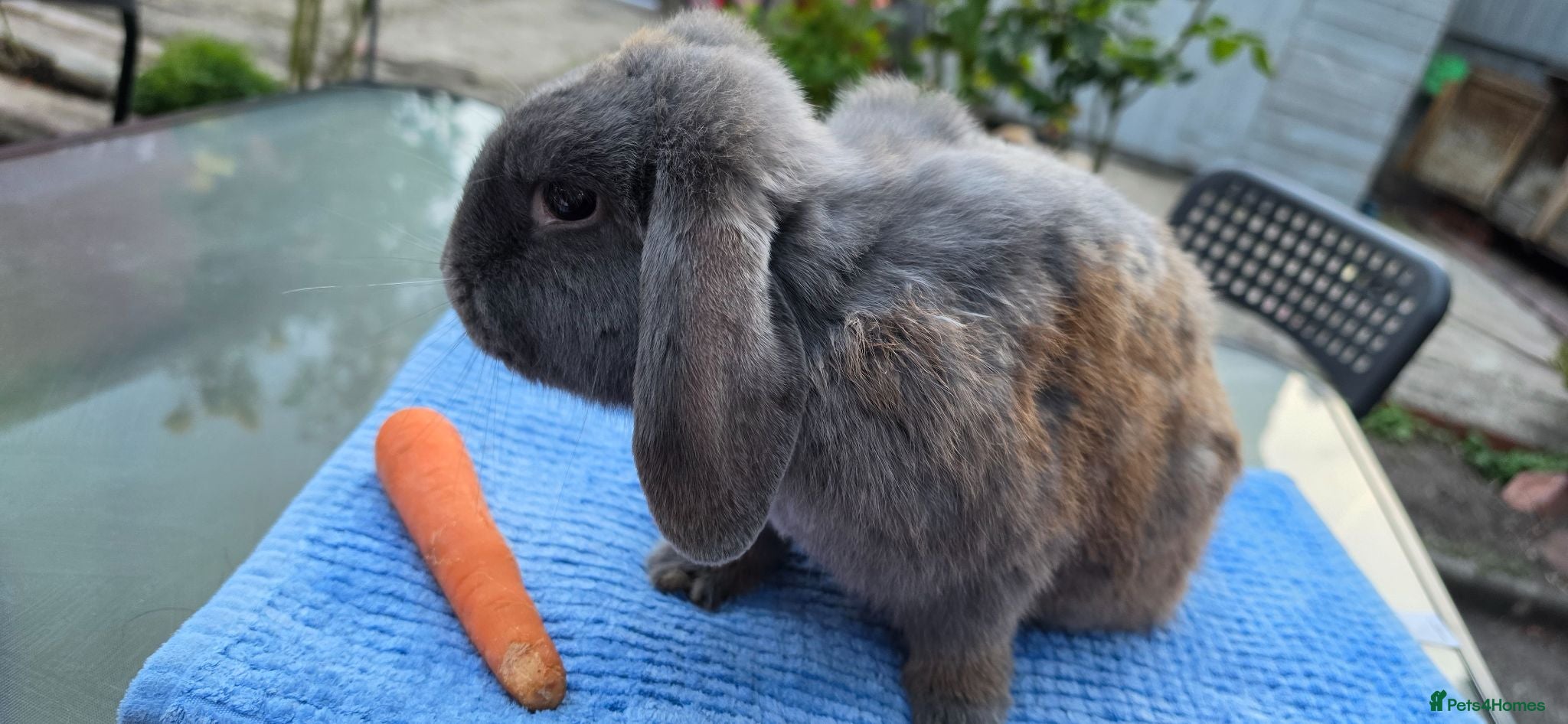 Mini Lop rabbits mini lop babies  - Advert 2