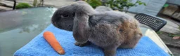 Mini Lop rabbits for sale: mini lop babies  - Advert 2
