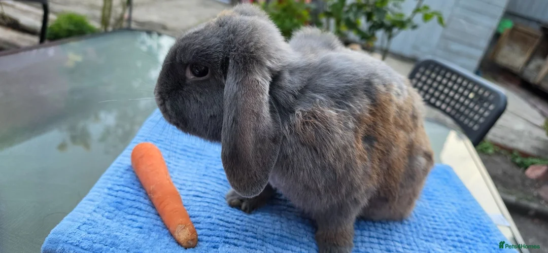Mini Lop rabbits for sale: mini lop babies  - Advert 2