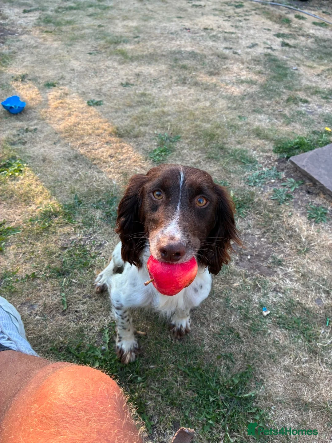English Springer Spaniel dogs for sale: Springer spaniel pups in Abergavenny - Advert 2