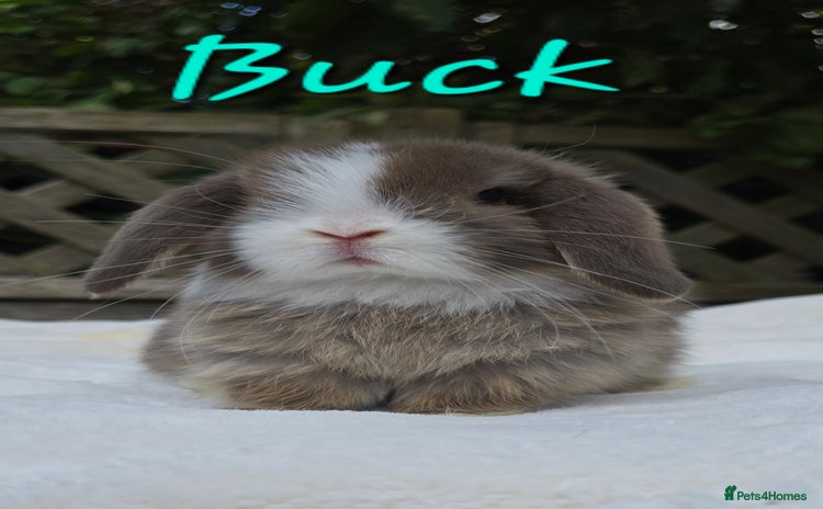 Mini Lop rabbits - Advert 2