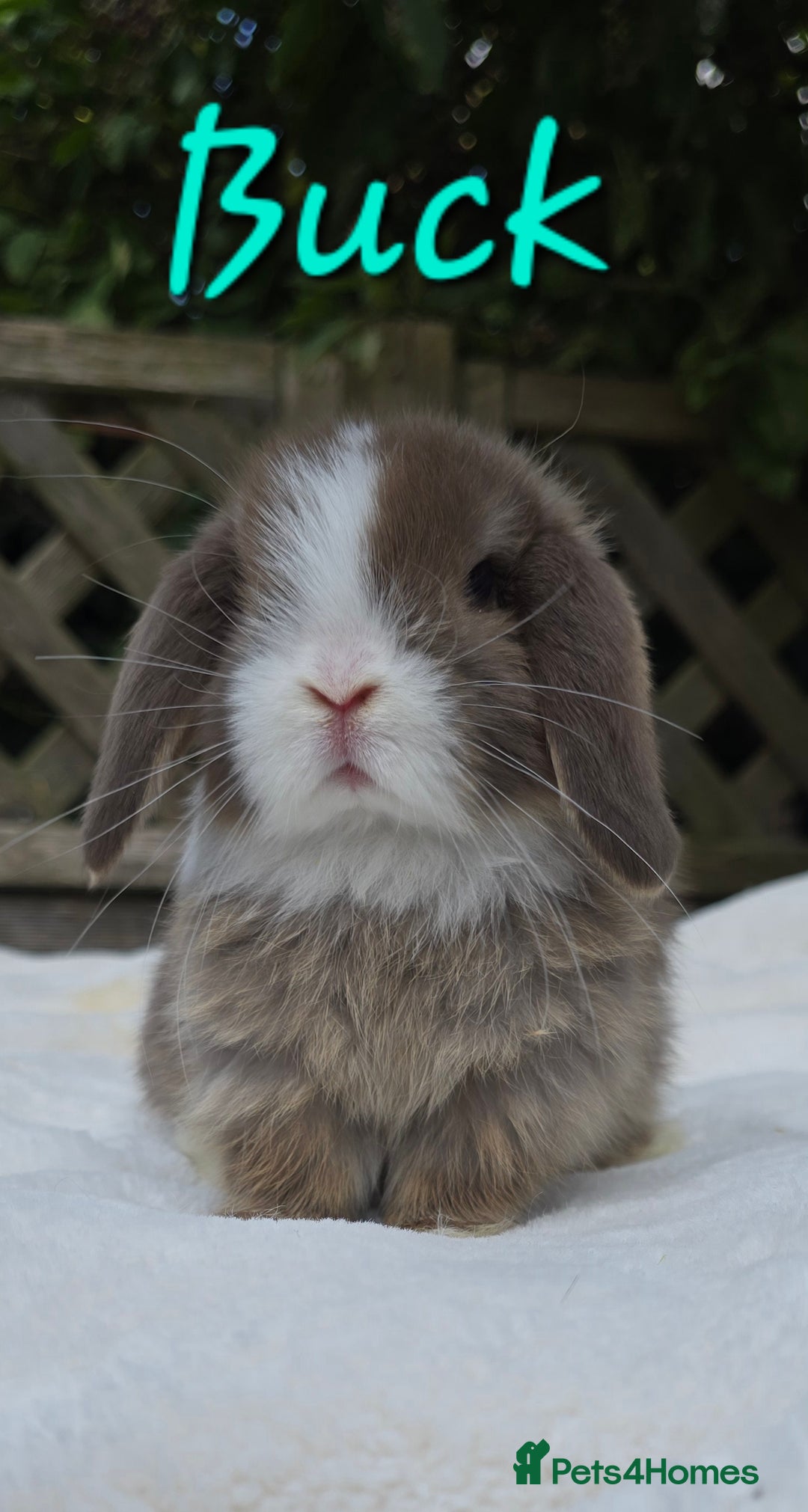Mini Lop rabbits for sale: Beautiful mini lops boys and girls - Image 1