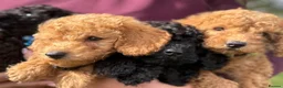 Miniature Poodle dogs for sale: Miniature poodles  in Ashford - Advert 3