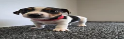 Jack Russell dogs for sale: Pure Jack russell puppies  in York - Advert 3