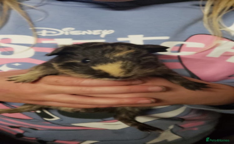 Guinea Pig rodents - Advert 2