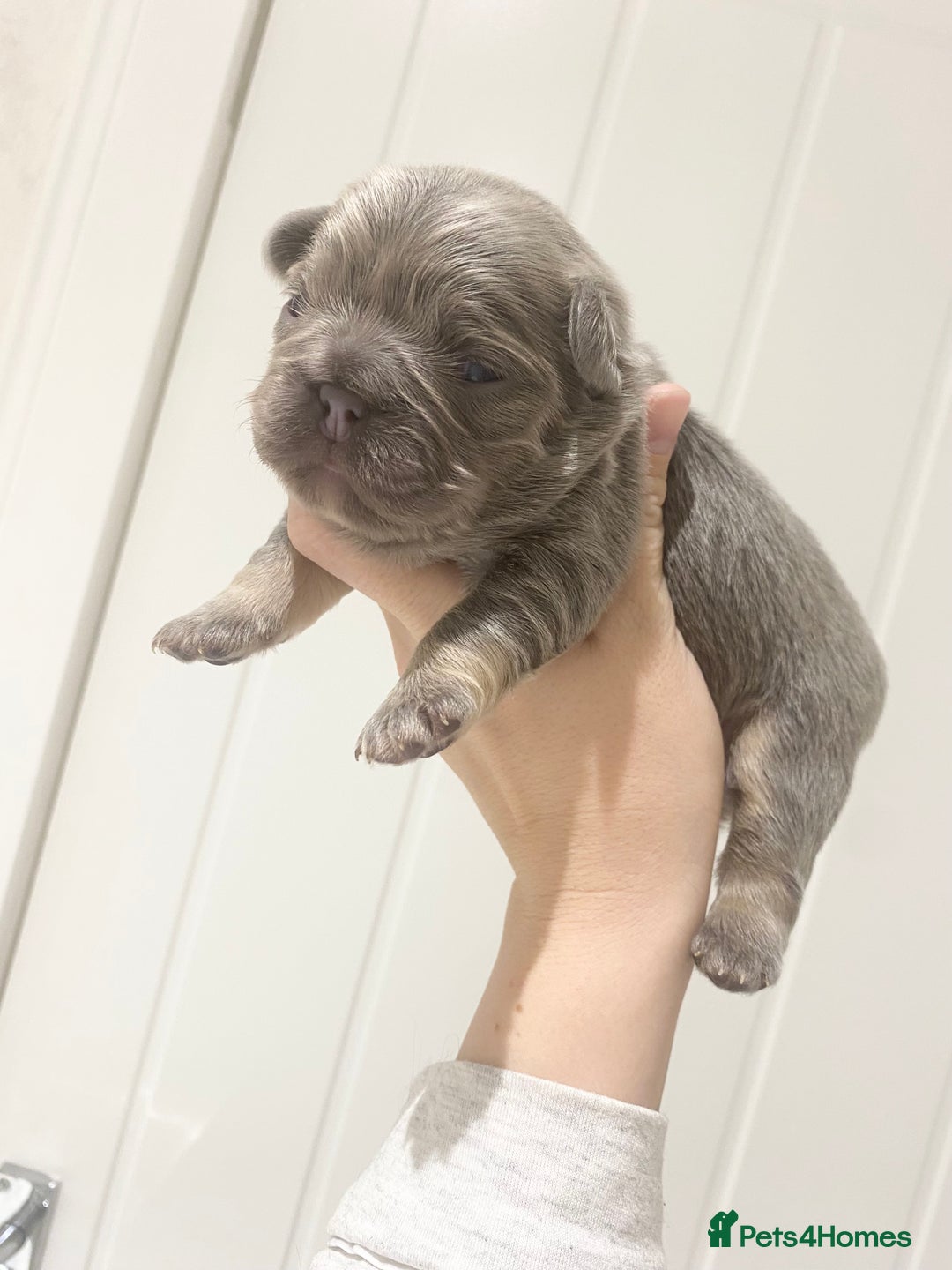 French Bulldog dogs for sale: TINY TEDDY BEAR FRENCH BULLDOG PUPS  - Advert 8