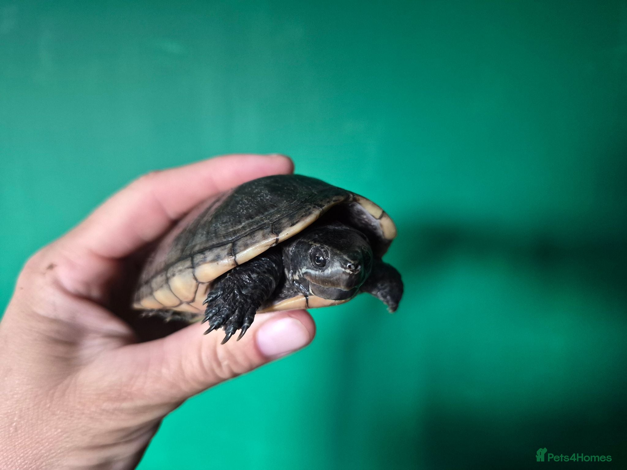 Turtle reptiles CB25 Black Musk Turtle - Advert 18