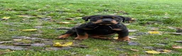 Rottweiler dogs for sale: Beautiful Rottweiler needing the right home ❤️ - Advert 12