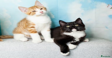 Mixed Breed cats - Advert 4