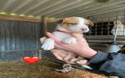 Welsh Collie dogs for sale: Welsh Sheepdog Puppies - Image 5