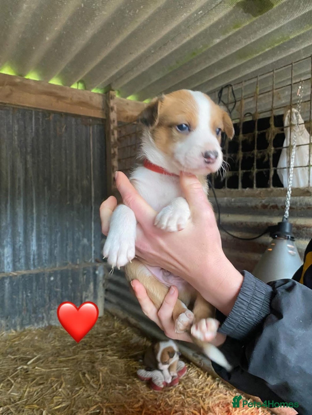 Welsh Collie dogs for sale: Welsh Sheepdog Puppies - Image 5