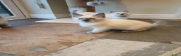 Ragdoll cats for sale: 💕Beautiful GCCF Registered Ragdoll Kittens. - Advert 18