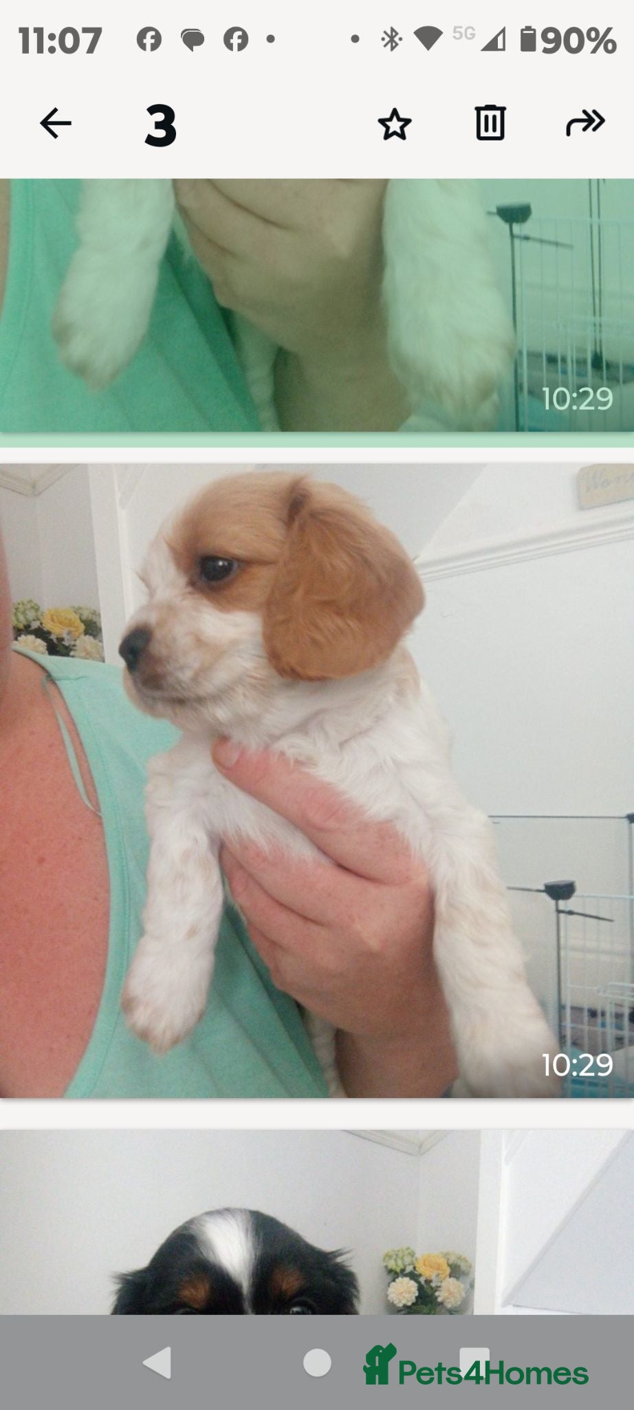 Mixed Breed dogs Cavapoos - Advert 9
