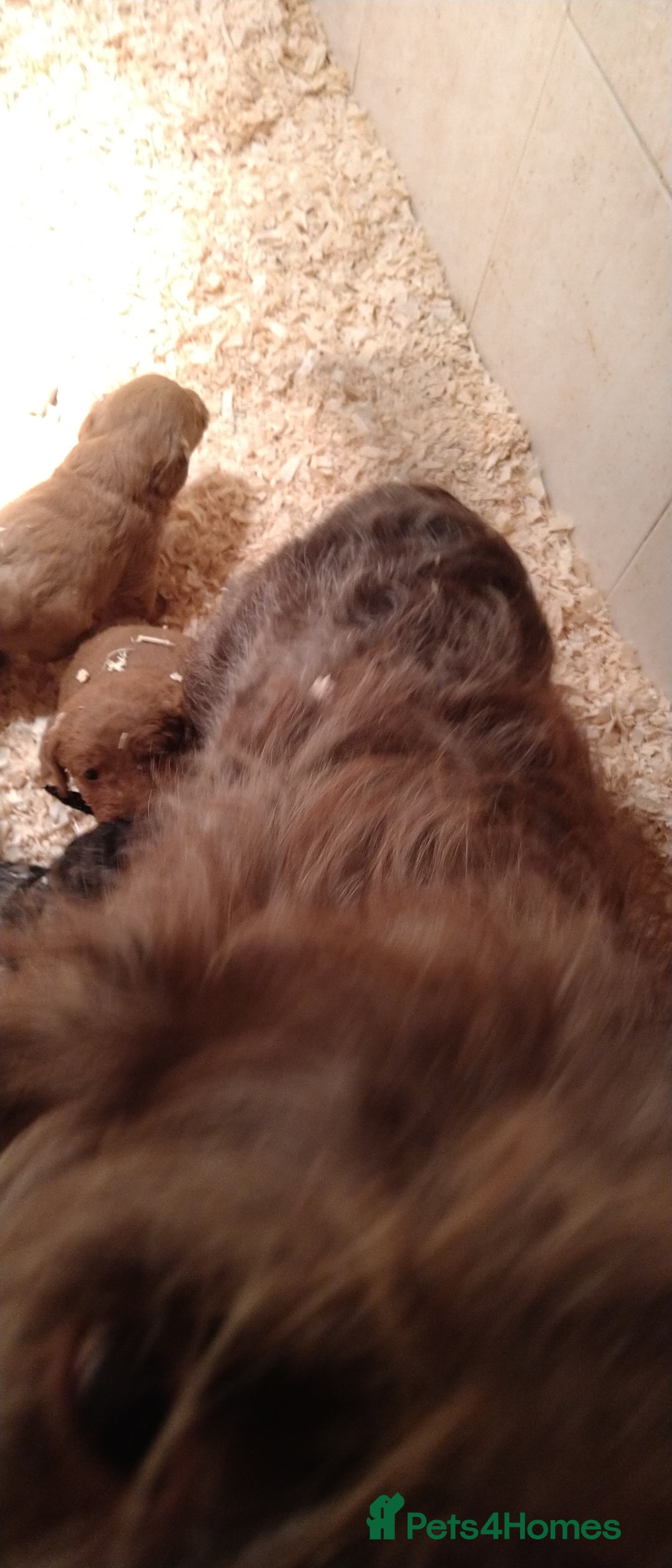 Labradoodle dogs for sale: F1B Miniature Labradoodles - Advert 1