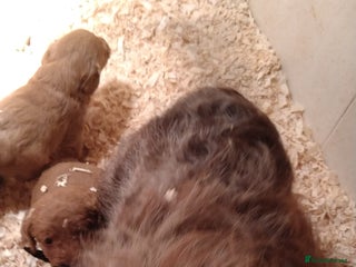 Labradoodle dogs F1B Miniature Labradoodles - Advert 1