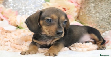 Miniature Dachshund dogs - Advert 14