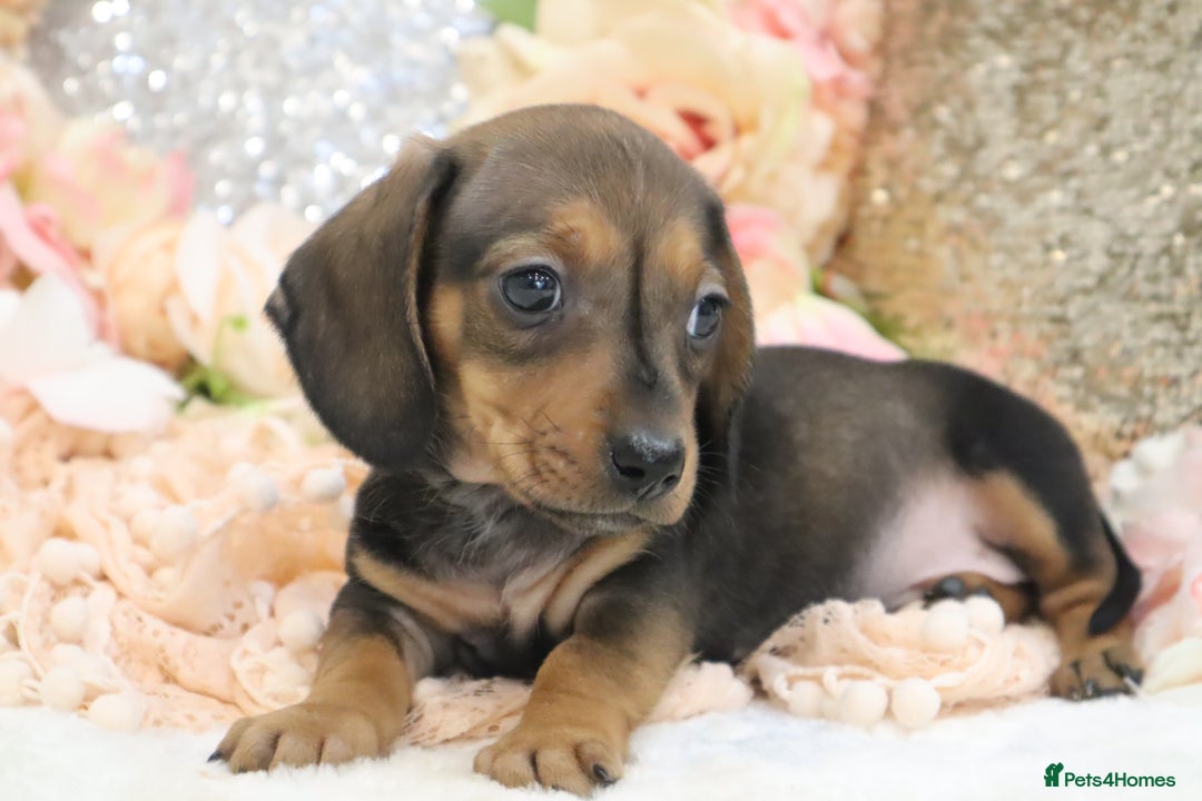 Miniature Dachshund dogs for sale: KC Registered Miniature Dachshund Puppies - Image 2