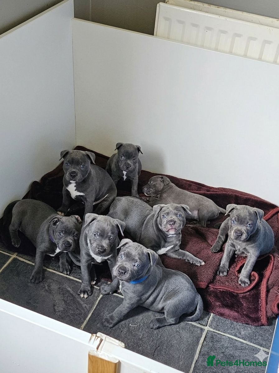 Staffordshire Bull Terrier dogs Beautiful Blue Staffordshire Bull Terrier Puppies - Advert 1