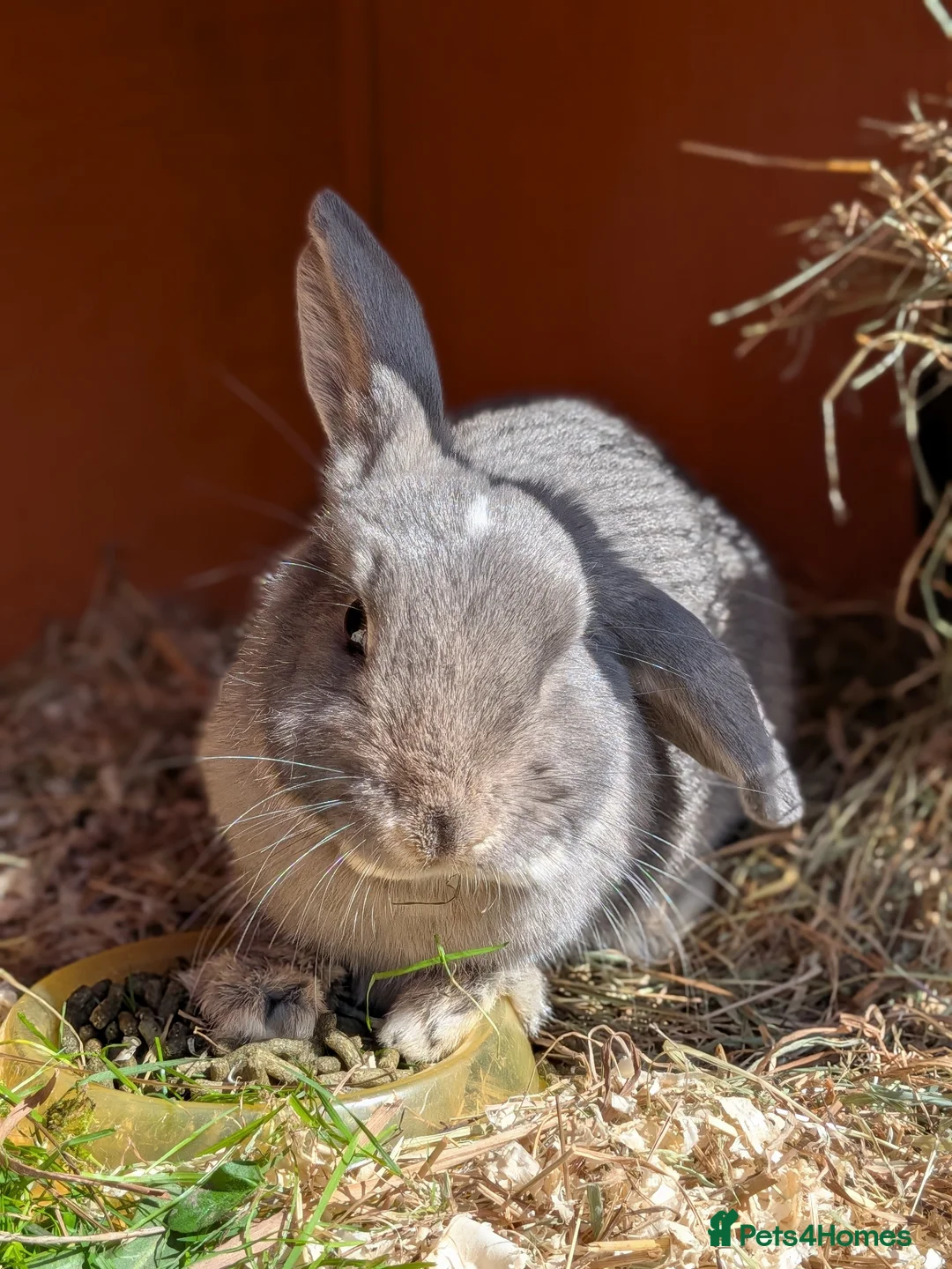 Mini Lop rabbits for sale: Friendly Mini Lops - Advert 1