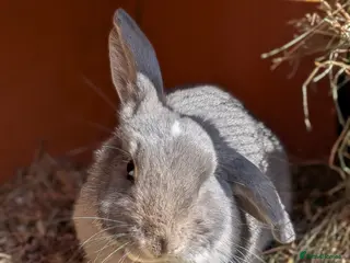 Mini Lop rabbits Friendly Mini Lops - Advert 1