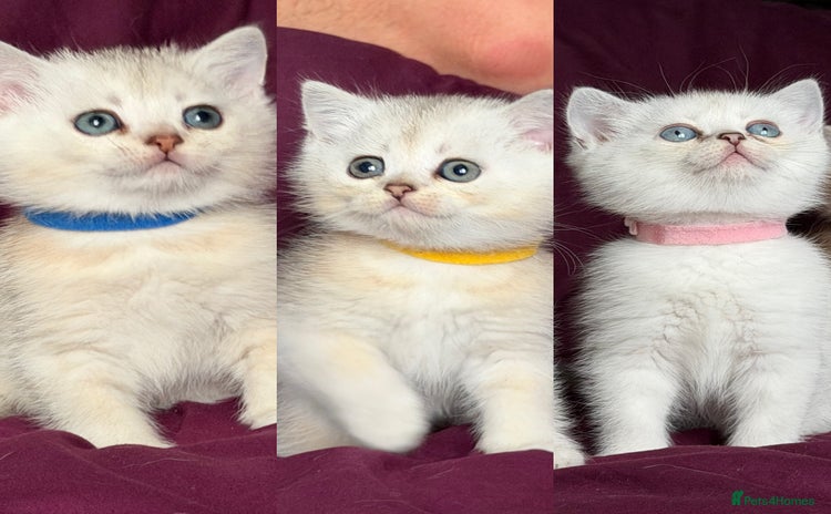 British Shorthair cats - Advert 1