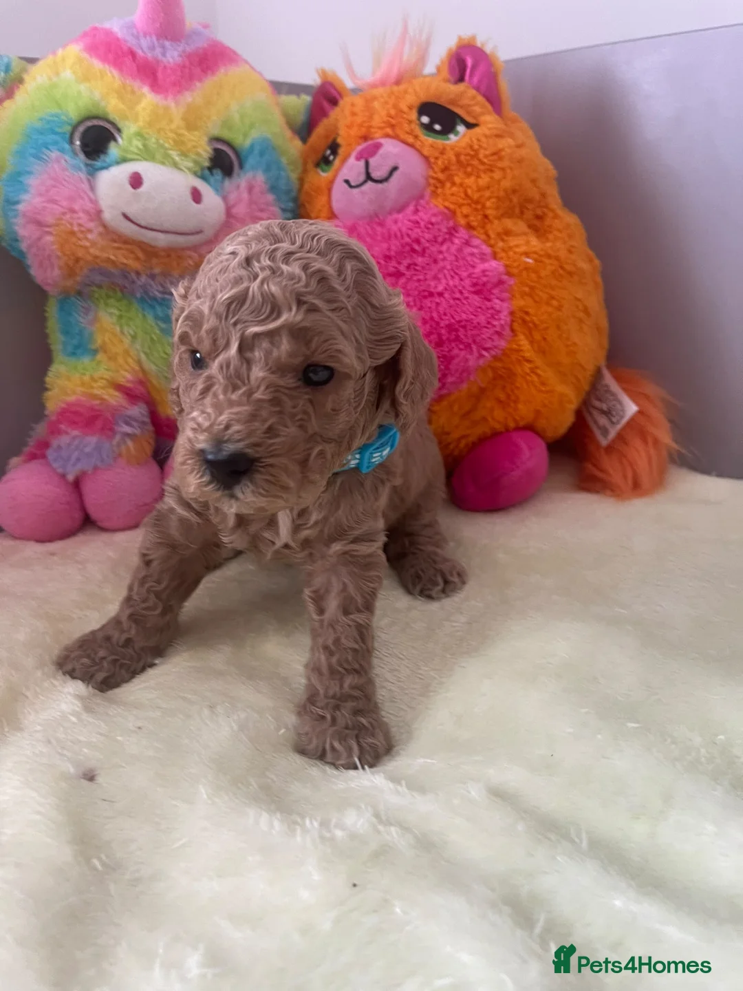 Cockapoo dogs for sale: Beautiful Cockapoo Puppies  in Manchester - Advert 1
