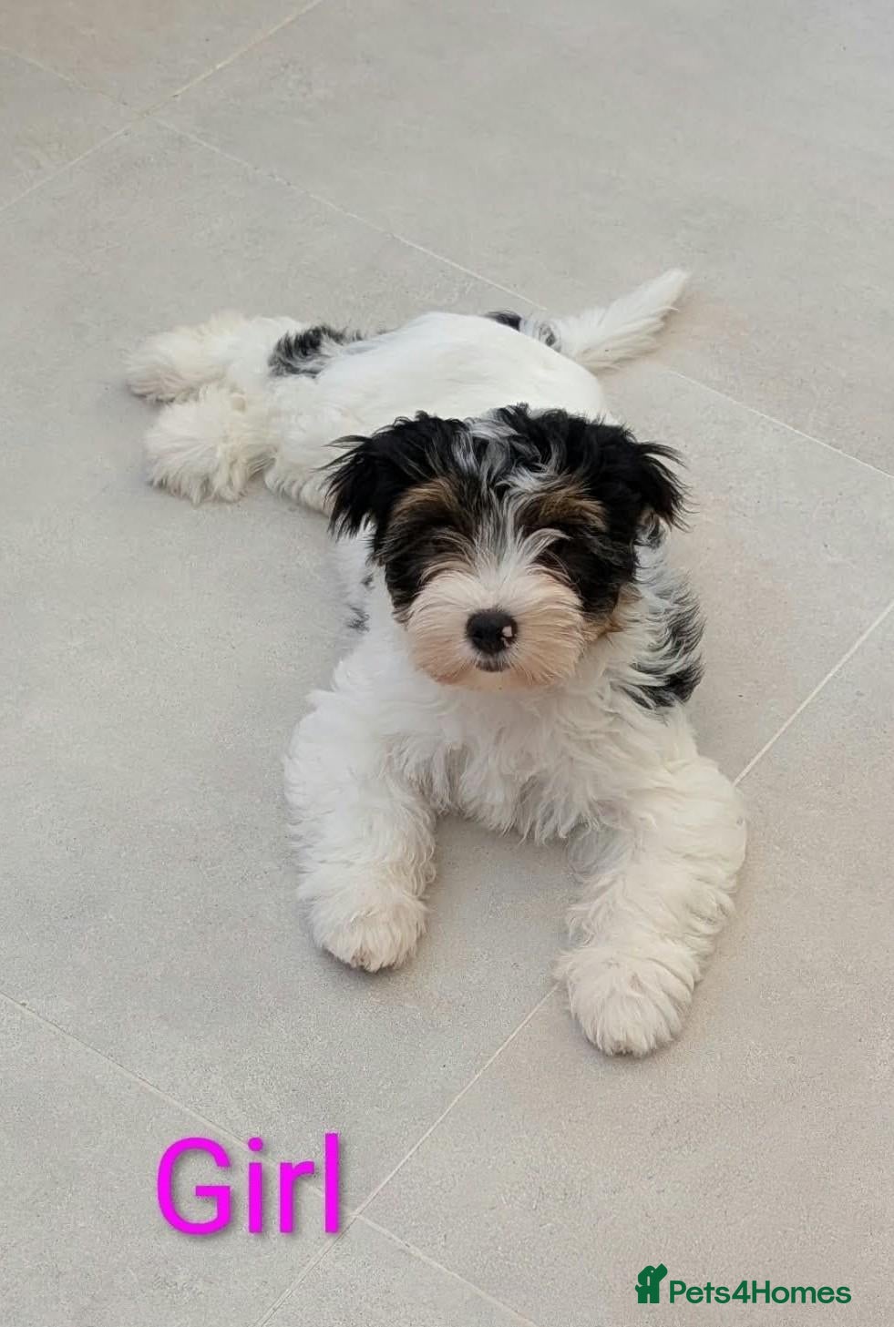 Biewer Terrier dogs for sale: Rare Larger Biewer Terrier Puppies - Advert 4