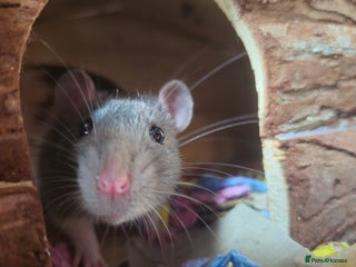 Rat rodents - Advert 1