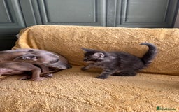 Maine Coon cats for sale: Chunky and fluffy Mainecoon kittens - Image 15