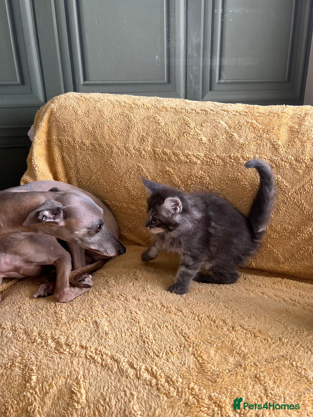 Maine Coon cats for sale: Chunky and fluffy Mainecoon kittens - Image 15