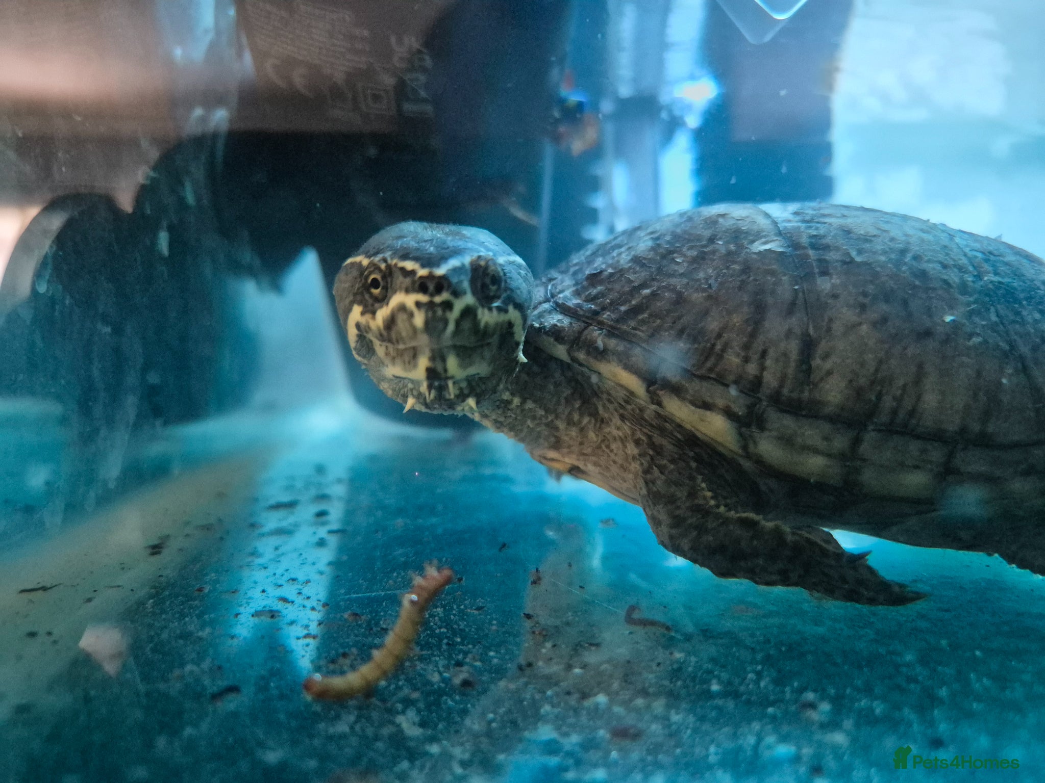 Turtle reptiles MUSK TURTLE FOR SALE FEMALE 5 YEAR OLD - Advert 4